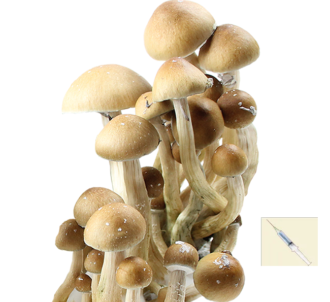 Psilocybe Cubensis Mexican Hualta Sporenspritze